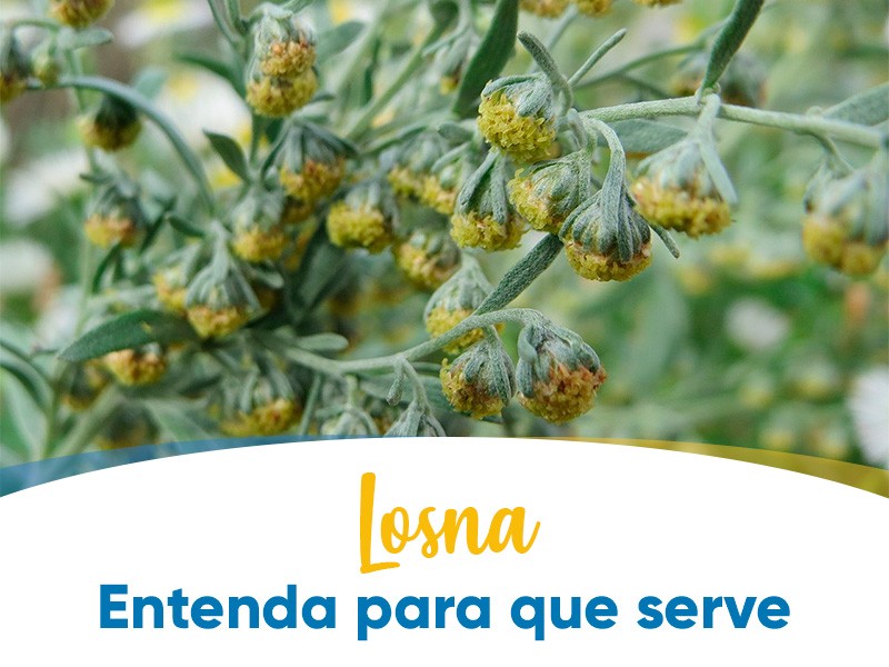 Losna  artemsia? Entenda para que serve essa erva amarga!